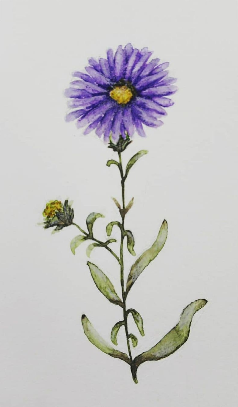 Aquarelle painting of a flower I found in the garden.